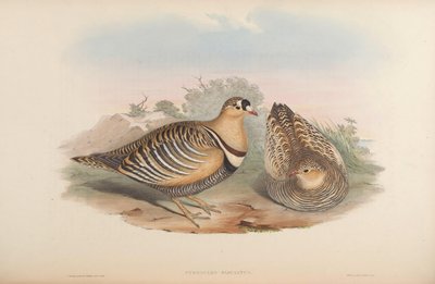 Pterocles fasciatus de John Gould